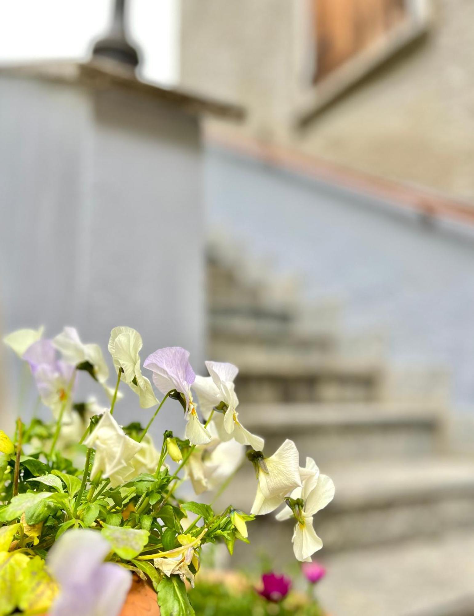 Agriturismo La Vecchia Chioderia Grandola ed Uniti Ngoại thất bức ảnh