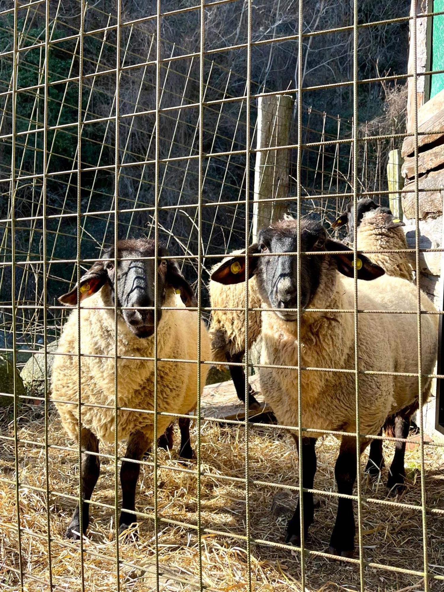 Agriturismo La Vecchia Chioderia Grandola ed Uniti Ngoại thất bức ảnh